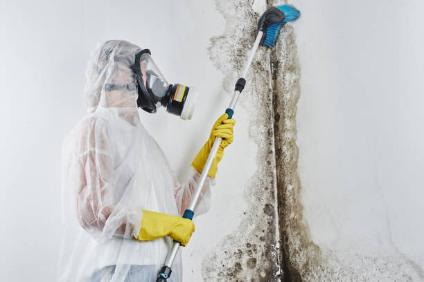 Best Mold Testing and Removal  in Pikeville, TN