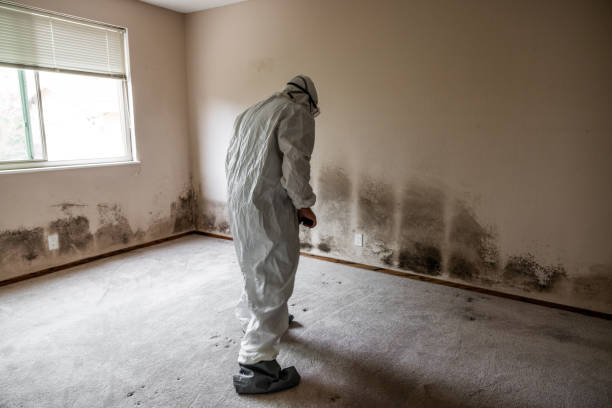 Home Mold Removal in Pikeville, TN