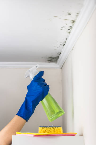 Best Mold Cleaning Services  in Pikeville, TN